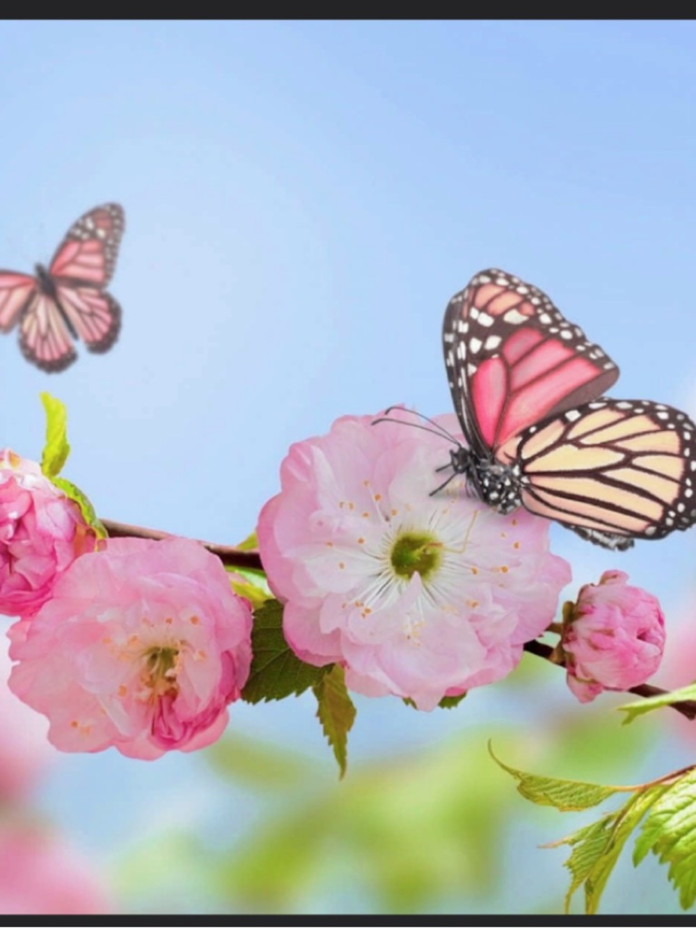 Meet your Posher, Elvira